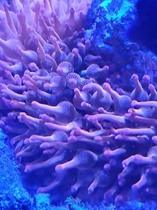 Tri Colour bubbletip Anemone - Picture 1 of 5