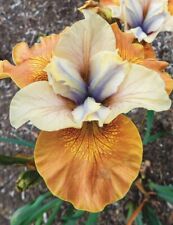 Siberian Iris - Sun Grooves - Cottage garden perennial - 1 x bareroot