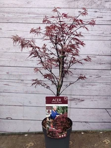 Acer Palmatum Garnet Dwarf Japanese Red Maple 3L Pot Established Garden Plant - Picture 1 of 2