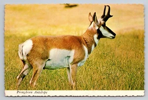 Pronghorn Antilope im Westen der Vereinigten Staaten Utah Vintage unbespostte Postkarte - Bild 1 von 2