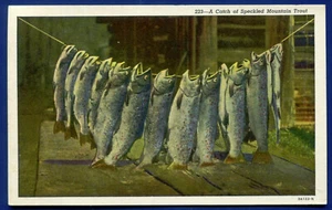 Catch of stringed Speckled Mountain Trout Fish Fishing postcard - Picture 1 of 2