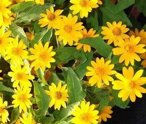 MELAMPODIUM BUTTER DAISY Melampodium Divaricatum - 100 Bulk Seeds - Picture 1 of 1