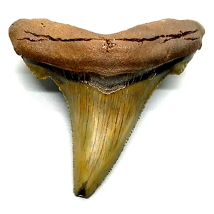 Dente di squalo colorato seghettato nitidamente 2,23" fossile AURICULATUS - Nuovo con scatola - Foto 1 di 4