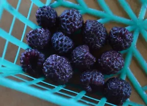 RARE 4 graines de FRAMBOISE BLEUE (Rubus Leucodermis)H402 BLUE RASPBERRY SEEDS - Picture 1 of 1