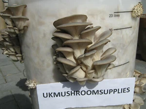10ml Blue Oyster (Pleurotus ostreatus) Mushroom Liquid Culture Mycelium - Picture 1 of 9