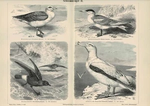 Tafel ALBATROS / SEESCHWALBE / EISSTURMVOGEL Original-Holzstich 1889 - Picture 1 of 1