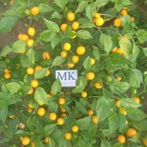 Capezzoli di Scimmia,10 semillas,seeds,Capsicum chinense, cosecha propia (235) - Picture 1 of 1