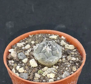 Turbinicarpus jauernigii , read description! - Bild 1 von 3