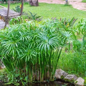 SF 729VM Cyperus Alternifolius Teichpflanzen Palms Seeds Samen Stück 50 - Bild 1 von 1