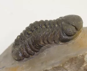 Trilobit, Morocops forteyi, Devon, Ems, Jbel Oufaten, Marocco-L128 - Foto 1 di 8