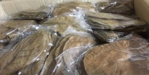 4Xmas! 20 bolsas cada 10 hojas de almendra de mar (~15 cm) Indian Almond Catappa Leaves - Imagen 1 de 1