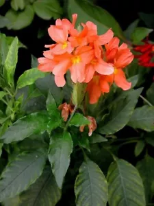 Flor de petardo - Crossandra infundibuliformis - Tapirblume 25+ semillas - W 157 - Imagen 1 de 1