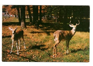 Postcard Vermont Native Deer Soldiers Home Bennington - Picture 1 of 2