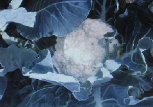 COLIFLOR* 500 SEMILLAS A GRANEL * AUTO BLANCO*CABEZA GRANDE* - Imagen 1 de 1