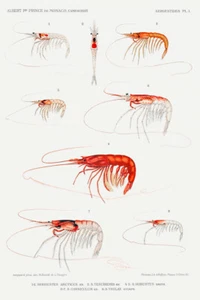 Shrimp varieties set illustration I by Albert I Prince of Monaco Giclee Print - Picture 1 of 3