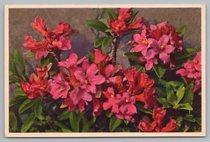 Postcard Rhododendron Ferrugineum Rusty Leaved Alpine Rose Bush Gyger Unposted - Picture 1 of 2