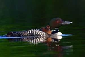 Impresión artística giclee fotografía vida silvestre Common Loon with Chick III de Jim Cumming - Imagen 1 de 3