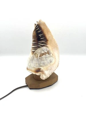 Lampe Veilleuse Coquillage Sculpté 50s Vintage H23,5cm Bon État - Photo 1/4