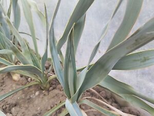 Yucca pallida (pale yucca) Coryell Co. TX, USA - HARDY YUCCA PLANT