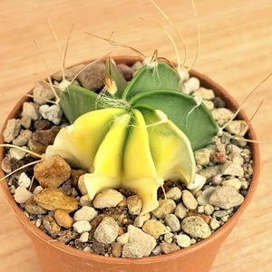 Astrophytum capricorne f. variegata , pot 6,5 cm ITALYCACTUS - Imagen 1 de 5