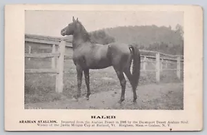 Arabian Stallion Haleb Postcard Racehorses 1906 Unposted - Picture 1 of 2
