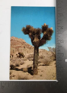 Postal de colección Red Rock Canyon Blooming Joshua Trees Mojave California - Imagen 1 de 2