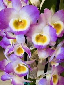 Dendrobium Nobile Violet Fizz Luna Orchid Specimen In Spike & In Bloom Rare!!! - Picture 1 of 11