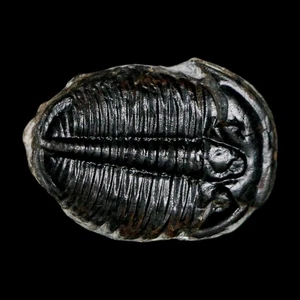1 Zoll Elrathia Kingi Trilobit Fossil Utah Kambrium 521 Millionen Jahre alt Echtheitszertifikat - Bild 1 von 7