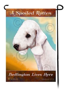 A Spoiled Rotten (White) Bedlington Lives Here - Picture 1 of 1