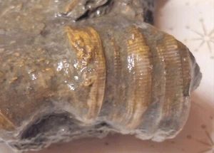 Sehr große fossile Hornkoralle Rugose mit anderen Fossilien - Devon - Michigan - Bild 1 von 7