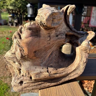 Hollowed Driftwood Piece 13x7x10 – Natural Plant Holder or Sculptural Wood - Image 1 of 4