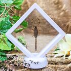 Y40c (MM) Taxidermy Oddities Curiosities Chinese Golden Scorpion Floating dsplay
