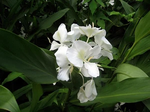 Fragrant - Butterfly Bush - White Ginger Flower - Root #Z301 - Picture 1 of 3