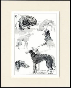 SCOTTISH DEERHOUND DOGS IN VARIOUS MOODS LOVELY DOG PRINT MOUNTED READY TO FRAME - Picture 1 of 1