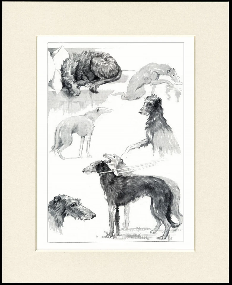 SCOTTISH DEERHOUND DOGS IN VARIOUS MOODS LOVELY DOG PRINT MOUNTED READY TO FRAME - Image 1 of 1