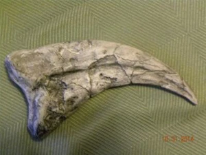  Deinonychus Jurassic  dinosaur unrestored velociraptor claw replica 7in white - Picture 1 of 7
