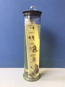 Rarität Lehrmodell Schule Entwicklung Frosch Münchener Lehrmittel Hersteller - Bild 1 von 5