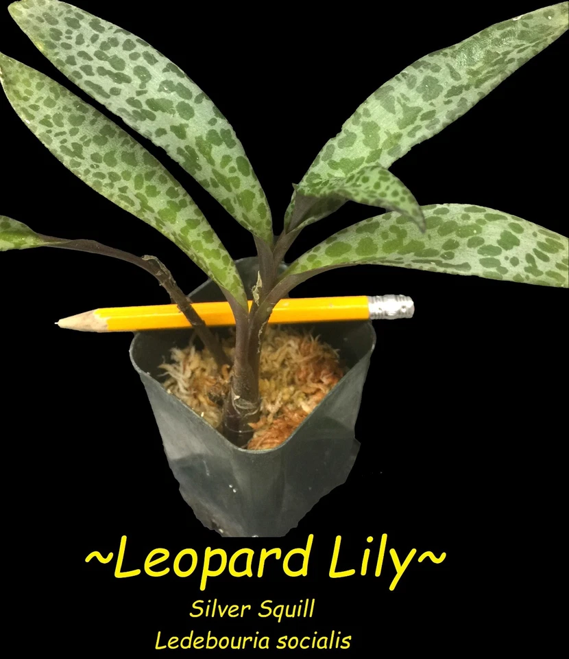 ~Leopard Lily~ Ledebouria Socialis Violacea Variegated Silver Squill Potd PLANT - Image 1 of 4