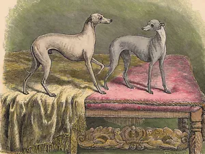 ITALIAN GREYHOUND CHARMING DOG GREETINGS NOTE CARD TWO BEAUTIFUL DOGS ON CHEST - Foto 1 di 1