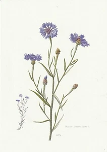 Planche 162 Histoire Naturelle Flore : Bleuet - Imagen 1 de 1
