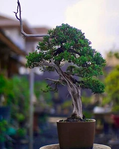 Actual Bonsai tree. Bonsai juniperus chinensis var. 'Kishu-draft medium size - Picture 1 of 2