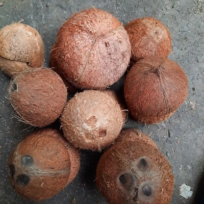 Cáscara natural de coco 100 % ecológica de Ceilán CÁSCARA DE COCO mitades ECO Foto 1 de 4