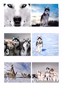 Edible Husky Huskies style A4 Icing Sheet Iced Cake Topper 6 designs - Picture 1 of 9