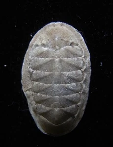 seashell Leptochitona cinerea 18mm F+++ - Picture 1 of 2