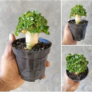 Adenium Dha Arabicum ID. Lottus Tower with Phytosanitary - Picture 1 of 4