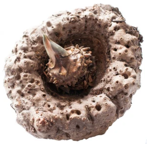 Konjak Wurzel /Glucomannan/Teufelszunge Kapseln (amorphophallus konja) - 100 % - Bild 1 von 1