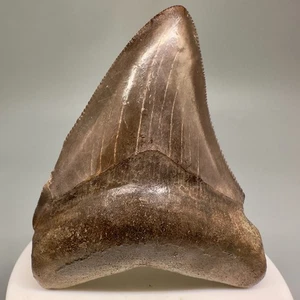 Schöner gezackter brauner 2,99 Zoll fossiler MEGALODON Haizahn - Georgia - Bild 1 von 4