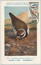 62877 - Saint Pierre et Miquelon - POSTAL HISTORY: MAXIMUM CARD 1964 - BIRDS