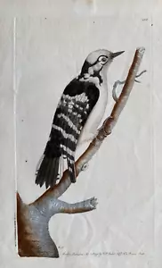 Impresión antigua de 1795; pájaro carpintero manchado menor de Nodder & Shaw - Imagen 1 de 2