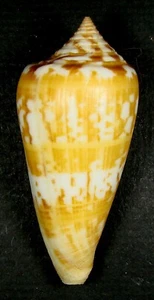 CONUS JANUS 64.53mm SUPER CHOICE RARE SPECIMEN Tulear reef, Madagascar - Picture 1 of 2